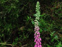 Digitalis purpurea 30, Vingerhoedskruid, Saxifraga-Dirk Hilbers