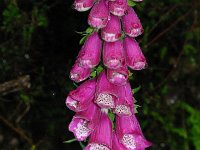 Digitalis purpurea 32, Vingerhoedskruid, Saxifraga-Dirk Hilbers