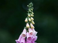 Digitalis purpurea 33, Vingerhoedskruid, Saxifraga-Bart Vastenhouw