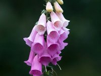 Digitalis purpurea 34, Vingerhoedskruid, Saxifraga-Bart Vastenhouw