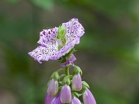 Digitalis purpurea 35, Vingerhoedskruid, Pelorisch, Saxifraga-Jan Nijendijk