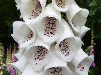 Digitalis purpurea 40, Vingerhoedskruid, Saxifraga-Ed Stikvoort