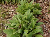 Digitalis purpurea 41, Vingerhoedskruid, Saxifraga-Ed Stikvoort