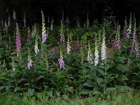 Digitalis purpurea 43, Vingerhoedskruid, Saxifraga-Ed Stikvoort