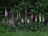 Digitalis purpurea 46, Vingerhoedskruid, Saxifraga-Ed Stikvoort