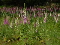 Digitalis purpurea 48, Vingerhoedskruid, Saxifraga-Ed Stikvoort