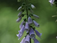 Digitalis purpurea 55, Vingerhoedskruid, Saxifraga-Luuk Vermeer