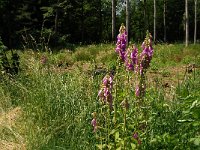 Digitalis purpurea 6, Vingerhoedskruid, Saxifraga-Jan van der Straaten