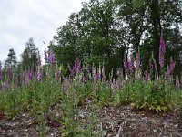 Digitalis purpurea 60, Vingerhoedskruid, Saxifraga-Luuk Vermeer