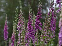 Digitalis purpurea 62, Vingerhoedskruid, Saxifraga-Luuk Vermeer