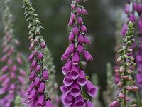 Digitalis purpurea 63, Vingerhoedskruid, Saxifraga-Luuk Vermeer