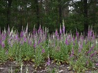 Digitalis purpurea 64, Vingerhoedskruid, Saxifraga-Luuk Vermeer