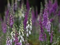 Digitalis purpurea 65, Vingerhoedskruid, Saxifraga-Luuk Vermeer