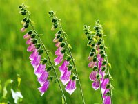 Digitalis purpurea 67, Vingerhoedskruid, Saxifraga-Bart Vastenhouw