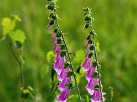 Digitalis purpurea 69, Vingerhoedskruid, Saxifraga-Bart Vastenhouw