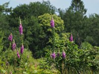 Digitalis purpurea 71, Vingerhoedskruid, Saxifraga-Hans Dekker