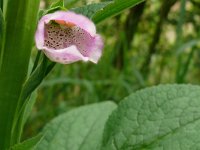 Digitalis purpurea 75, Vingerhoedskruid, Saxifraga-Tom Heijnen