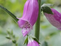 Digitalis purpurea 9, Vingerhoedskruid, Saxifraga-Rutger Barendse