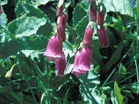 Digitalis purpurea ssp carpetana 7, Saxifraga-Jan Jansen