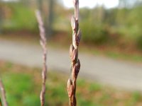 Digitaria sanguinalis 5, Harig vingergras, Saxifraga-Rutger Barendse