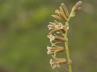 Dipcadi serotinum 10, Saxifraga-Jan van der Straaten