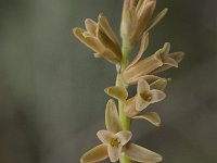 Dipcadi serotinum 11, Saxifraga-Jan van der Straaten