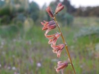 Dipcadi serotinum 15, Saxifraga-Ed Stikvoort