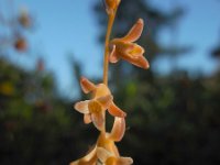 Dipcadi serotinum 18, Saxifraga-Ed Stikvoort