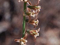 Dipcadi serotinum 21, Saxifraga-Harry Jans