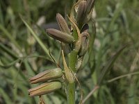 Dipcadi serotinum 6, Saxifraga-Jan van der Straaten