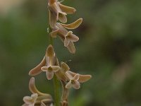 Dipcadi serotinum 7, Saxifraga-Willem van Kruijsbergen