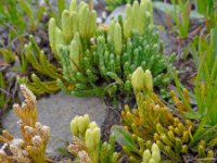 Diphasiastrum alpinum 10, Saxifraga-Ed Stikvoort