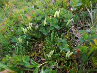 Diphasiastrum alpinum 12, Saxifraga-Ed Stikvoort