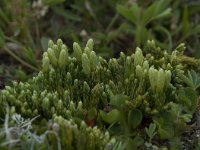 Diphasiastrum alpinum 13, Saxifraga-Willem van Kruijsbergen