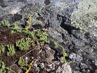 Diphasiastrum alpinum 14, Saxifraga-Jeroen Willemsen