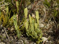 Diphasiastrum alpinum 3, Saxifraga-Willem van Kruijsbergen