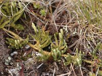 Diphasiastrum alpinum 4, Saxifraga-Bas Klaver