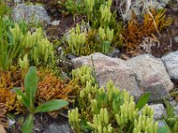 Diphasiastrum alpinum 5, Saxifraga-Ed Stikvoort