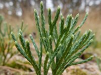 Diphasiastrum tristachyum 2, Kleine wolfsklauw, Saxifraga-Ed Stikvoort