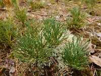 Diphasiastrum tristachyum 5, Kleine wolfsklauw, Saxifraga-Ed Stikvoort