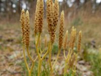 Diphasiastrum tristachyum 7, Kleine wolfsklauw, Saxifraga-Ed Stikvoort