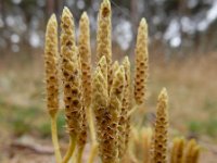 Diphasiastrum tristachyum 8, Kleine wolfsklauw, Saxifraga-Ed Stikvoort