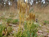 Diphasiastrum tristachyum 9, Kleine wolfsklauw, Saxifraga-Ed Stikvoort