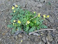 Diplotaxis catholica 2, Saxifraga-Rutgher Barendse