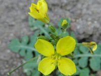 Diplotaxis catholica 3, Saxifraga-Rutgher Barendse