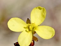 Diplotaxis ilorcitana 2, Saxifraga-Sonja Bouwman  Diplotaxis ilorcitana - Brassicaceae familie