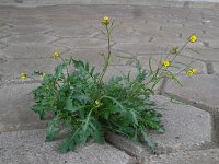 Diplotaxis muralis 11, Kleine zandkool, Saxifraga-Ed Stikvoort