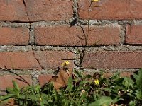 Diplotaxis muralis 15, Kleine zandkool, Saxifraga-Ed Stikvoort