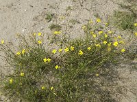 Diplotaxis muralis 3, Kleine zandkool, Saxifraga-Jan van der Straaten