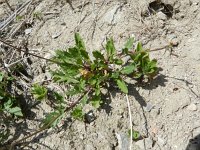 Diplotaxis muralis 8, Kleine zandkool, Saxifraga-Rutger Barendse